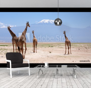 Picture of Giraffe con Kilimangiaro